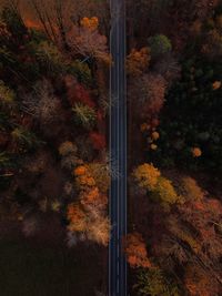 Trees in forest during autumn