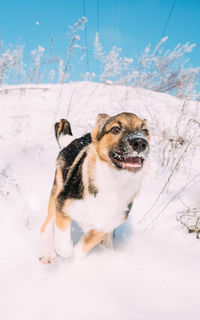 Dogs on snow covered field