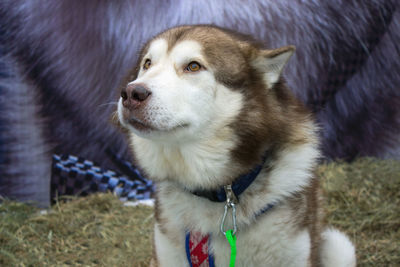 Close-up of dog looking away