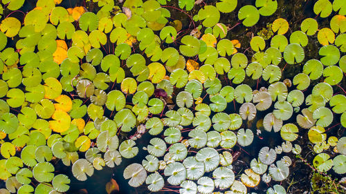 High angle view of leaves floating on lake