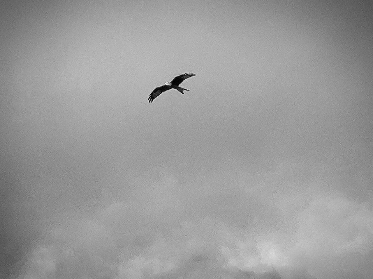 LOW ANGLE VIEW OF SILHOUETTE BIRD FLYING IN SKY