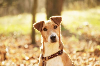 Close-up portrait of dog