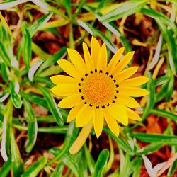 Close-up of yellow flowering plant