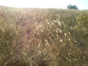 Crops growing on field