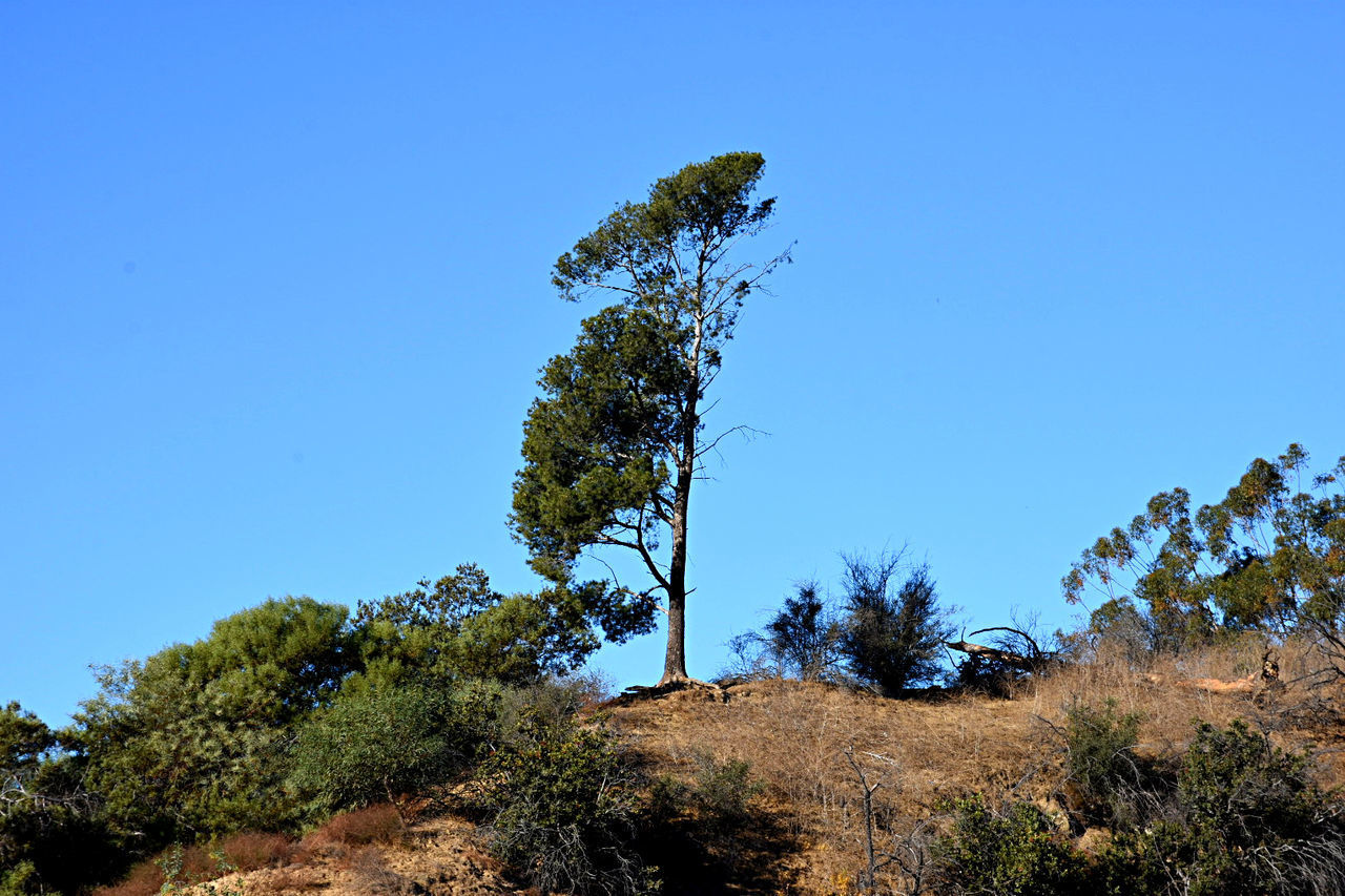 LOW ANGLE VIEW OF TREES AGAINST SKY