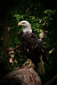 Close-up of bald eagle perching on tree