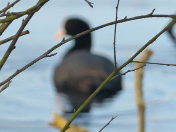 Close-up of bird perching on branch