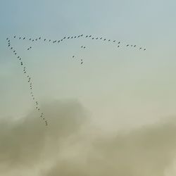 Low angle view of birds flying in sky