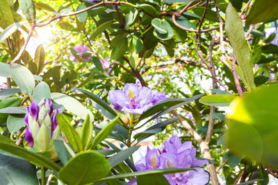 Close-up of pink flowering plant