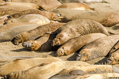 High angle view of sea lion