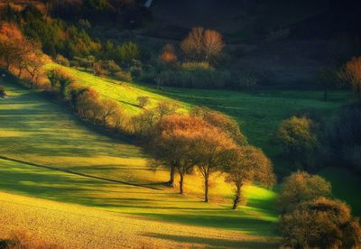 Trees on field