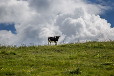 Horse in a field