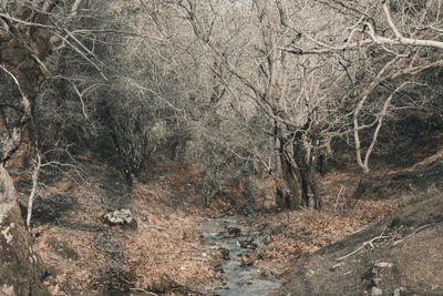 View of bare trees in forest