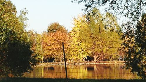 Autumnal leaves on tree trunk