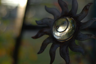 Close-up of water drops on plant