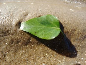 High angle view of insect on sand