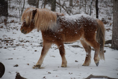 View of horse on snow covered field