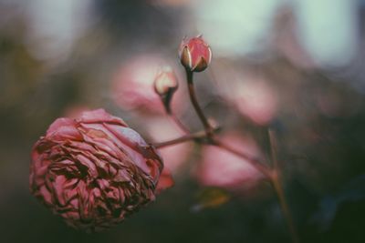 Close-up of pink rose flower