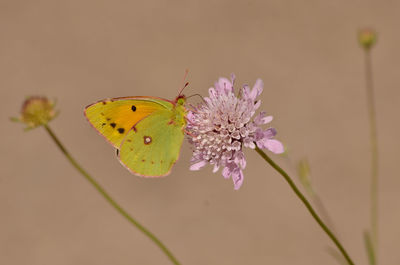 Close-up of butterfly pollinating on flower