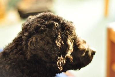 Closeup of a black dachshund poodle mix.