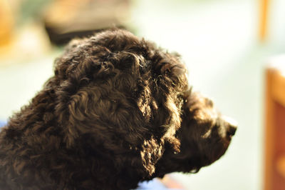Close-up of dog