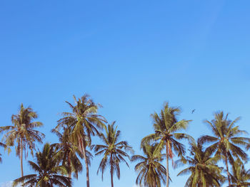 Low angle view of coconut palm trees against clear blue sky