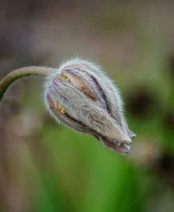 Close-up of insect on flower