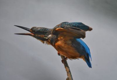 Close-up of bird perching