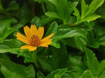 Close-up of yellow flower