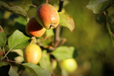 Close-up of fruits growing on branch