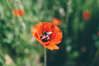 Close-up of orange poppy