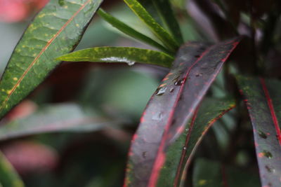 Close-up of wet plant leaves