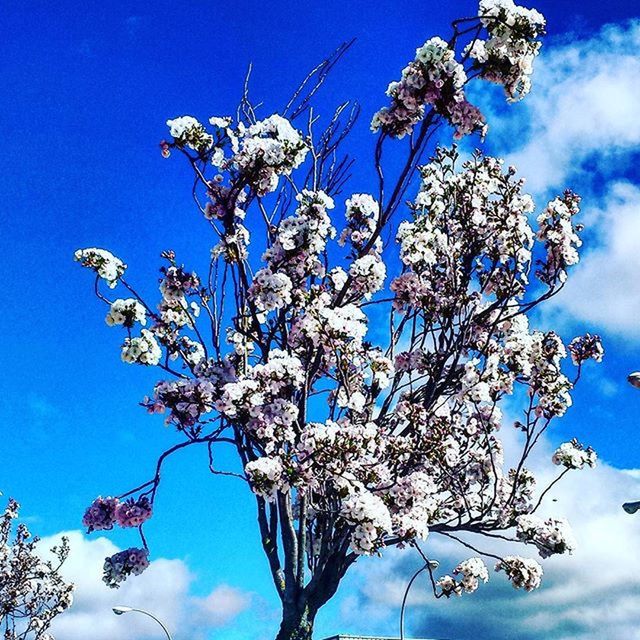 low angle view, blue, flower, branch, tree, growth, sky, freshness, nature, beauty in nature, fragility, clear sky, blossom, day, sunlight, in bloom, outdoors, blooming, no people, twig