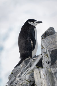 Chinstrap penguin stands on rocks facing right