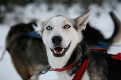 Close-up portrait of dog