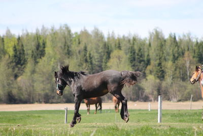 Horse on field against sky