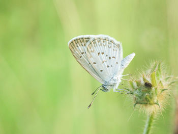 Close-up of butterfly on plant