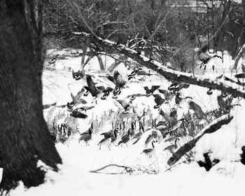 View of birds on snow covered land