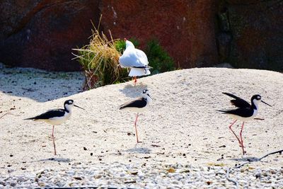 View of birds on beach