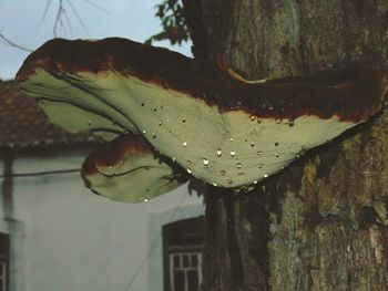 Close-up of lizard on tree