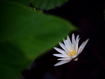 Close-up of flower against blurred background