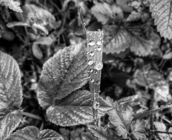 Close-up of raindrops on leaves during winter