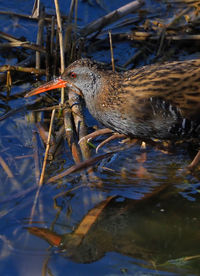 High angle view of bird in lake