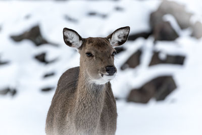 Close-up of deer on snowy field
