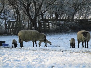 Horses on field during winter