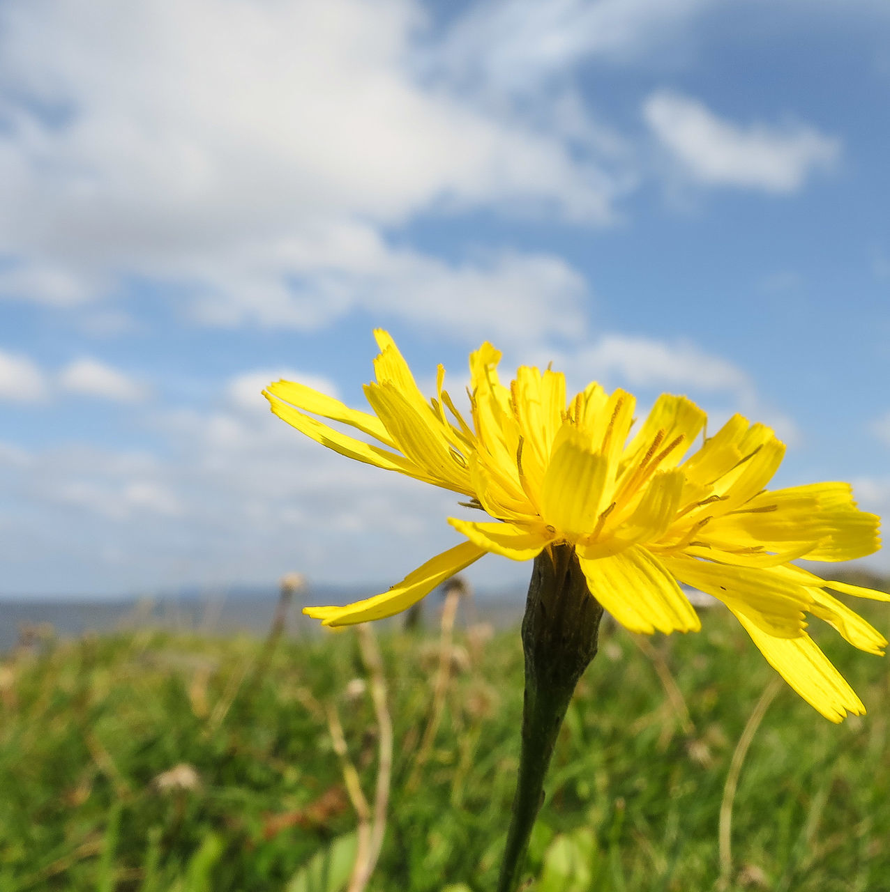 flower, yellow, sky, freshness, fragility, petal, growth, beauty in nature, field, flower head, cloud - sky, nature, blooming, cloud, plant, focus on foreground, stem, cloudy, close-up, tranquility