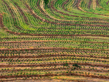 Full frame shot of green landscape