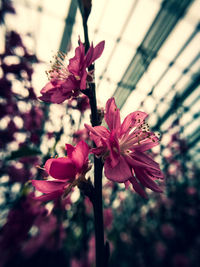 Close-up of pink flowers blooming outdoors