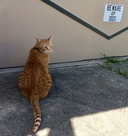 Cat sitting on floor