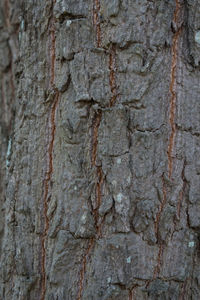 Full frame shot of tree trunk